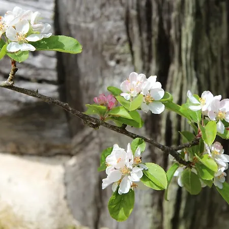 Le Pommenial De La Herissonniere