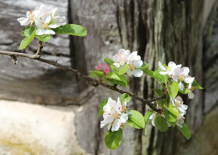 Le Pommenial De La Herissonniere